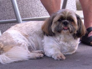 Ein Hundsleben - Bedingungslos treu