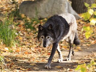 Wenn Tiere angreifen Wenn Tiere angreifen