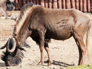 Giraffe, Erdmaennchen & Co.