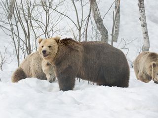 Finnlands Baeren: Überleben im Winter