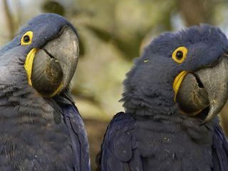 Naturwunder Pantanal