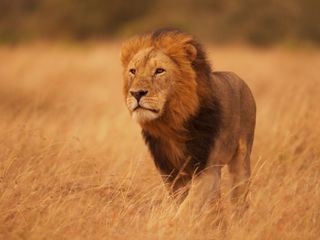 Die geheime Welt der Klaenge mit David Attenborough Die geheime Welt der Klaenge mit David Attenborough