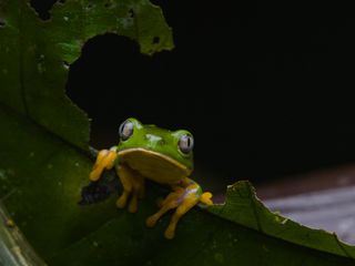 Amazonien - Im Bann der unberuehrten Natur