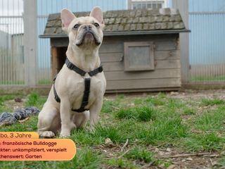 Tierische Augenblicke