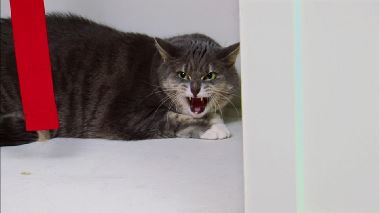 Der Katzenfluesterer