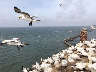 Helgoland - Wilde Welt am roten Felsen