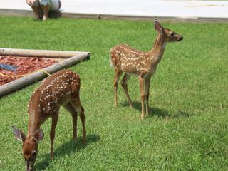 Lone Star Law - Die Gesetzeshueter von Texas