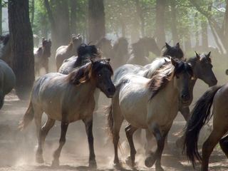 Die letzten Europas - Wildpferde im Muensterland