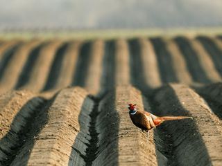 Jenseits der Wildnis - Tiere in unserer Naehe