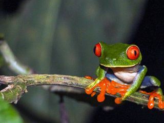 Die Wildnis kehrt zurueck