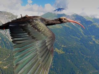 Tierische Überflieger