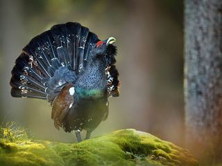 An den Ufern der Loisach