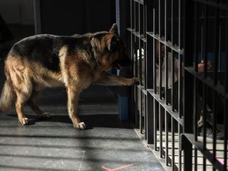 Hudson & Rex Hudson & Rex