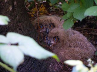 NaturNah: Dem Uhu auf der Spur