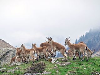 Freie Bahn fuer Wildtiere