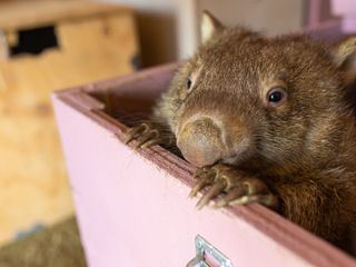 Dodo Heroes - Aus Liebe zu Tieren