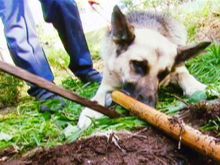 Medical Detectives - Geheimnisse der Gerichtsmedizin