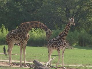 Giraffe, Erdmaennchen & Co.