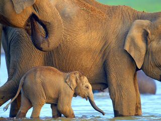 Das wahre Dschungelbuch