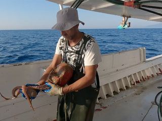 Oktopus in Gefahr - Spurensuche rund ums Mittelmeer