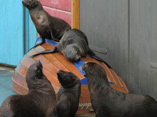 Seeloewe & Co. - tierisch beliebt