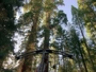 Kalifornien: Die Baumkletterer Kalifornien: Die Baumkletterer