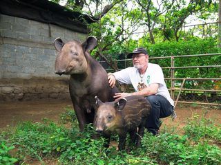 Tapire: Die Dschungel-Gaertner