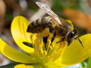 Mit Herz und Seele fuer die Bienen