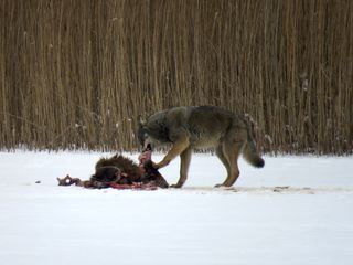 Wilder Grenzgaenger - Der Wolf ist zurueck