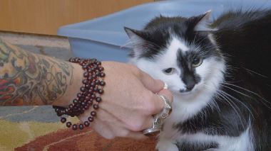 Der Katzenfluesterer Der Katzenfluesterer