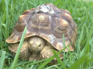 Dr. Ks tierische Notaufnahme