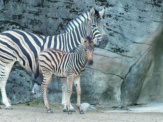 Leopard, Seebaer & Co.