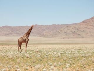 Unglaubliche Tierwanderungen