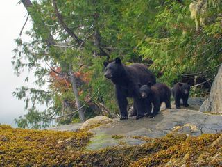 Amerikas Naturwunder