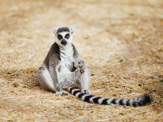 Zoogefluester Zoogefluester