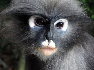 Thailandia selvaggia