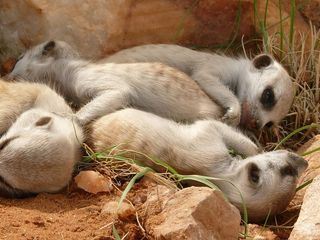 Erdmaennchen - Ein starkes Team