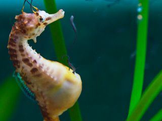 Big Pacific: Der gewaltsame Ozean
