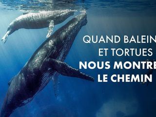 Wenn Wale uns den Weg weisen