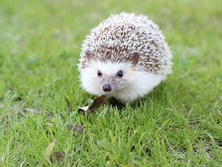 Die Igel-Retter aus dem Piemont