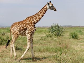 Kenia: Giraffen als Botschafter des Friedens