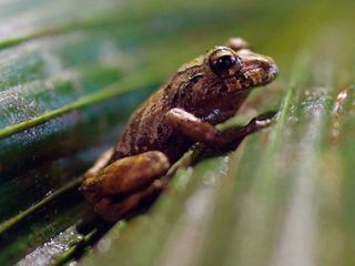 Ecuador - Hoersaal Regenwald