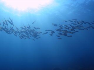 Mitbestimmung im Tierreich