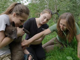 Die Yukon-Tieraerztin