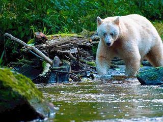 Amerika - Wildes Land