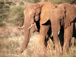 Die Superkraefte der Tiere