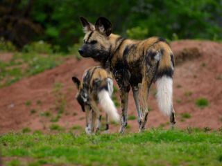 Zoo und so - Tierisch wild!