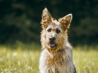 Racko - Ein Hund fuer alle Faelle