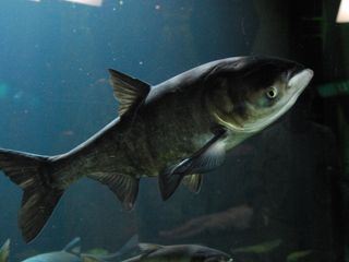 Auf der Suche nach dem Monsterfisch Auf der Suche nach dem Monsterfisch