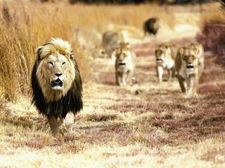 Lionsrock - Die Heimkehr des Koenigs